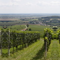 2021-Weinblick-Sommer-LinksMitte-58x48cm-2