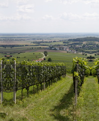 2021-Weinblick-Sommer-LinksMitte-58x48cm